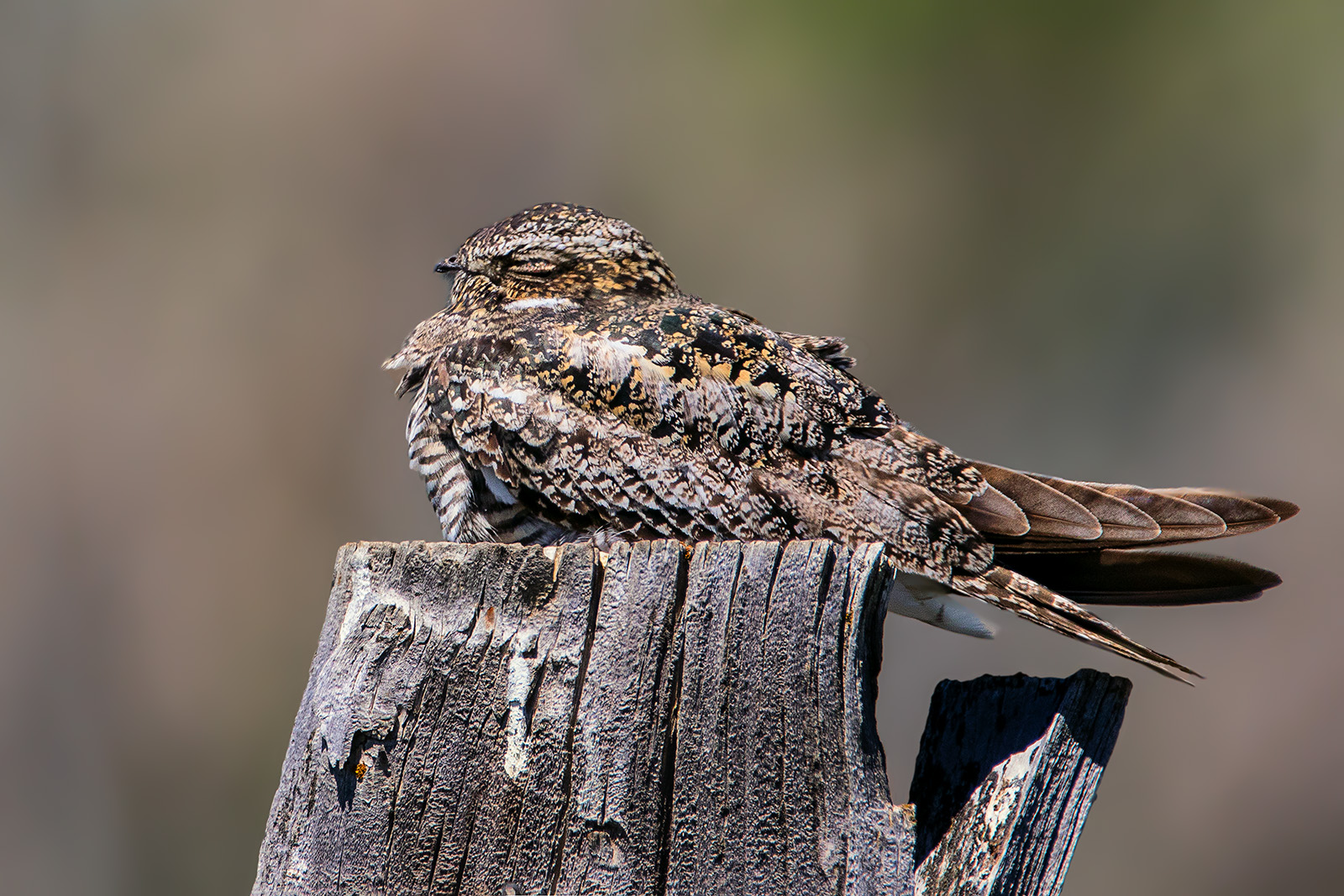 Common Nighthawk