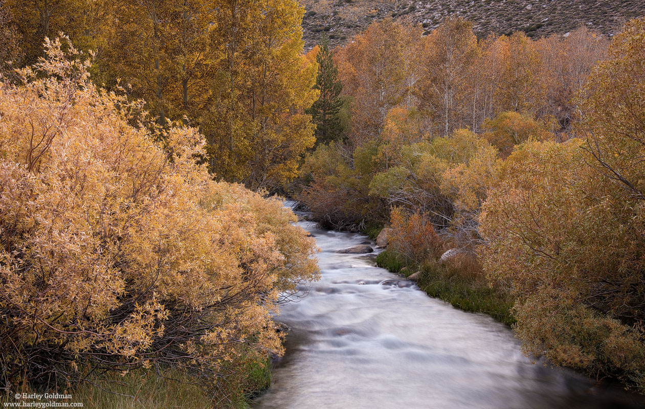 Evening Creekside