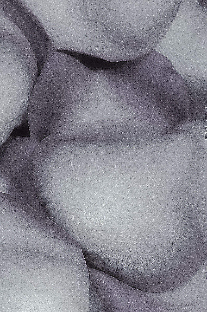 rose petals fading