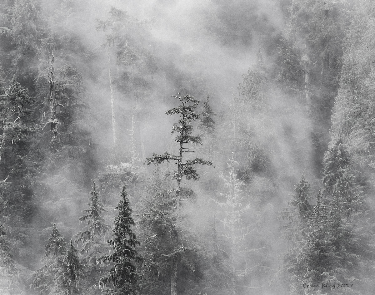 Mountain Mist
