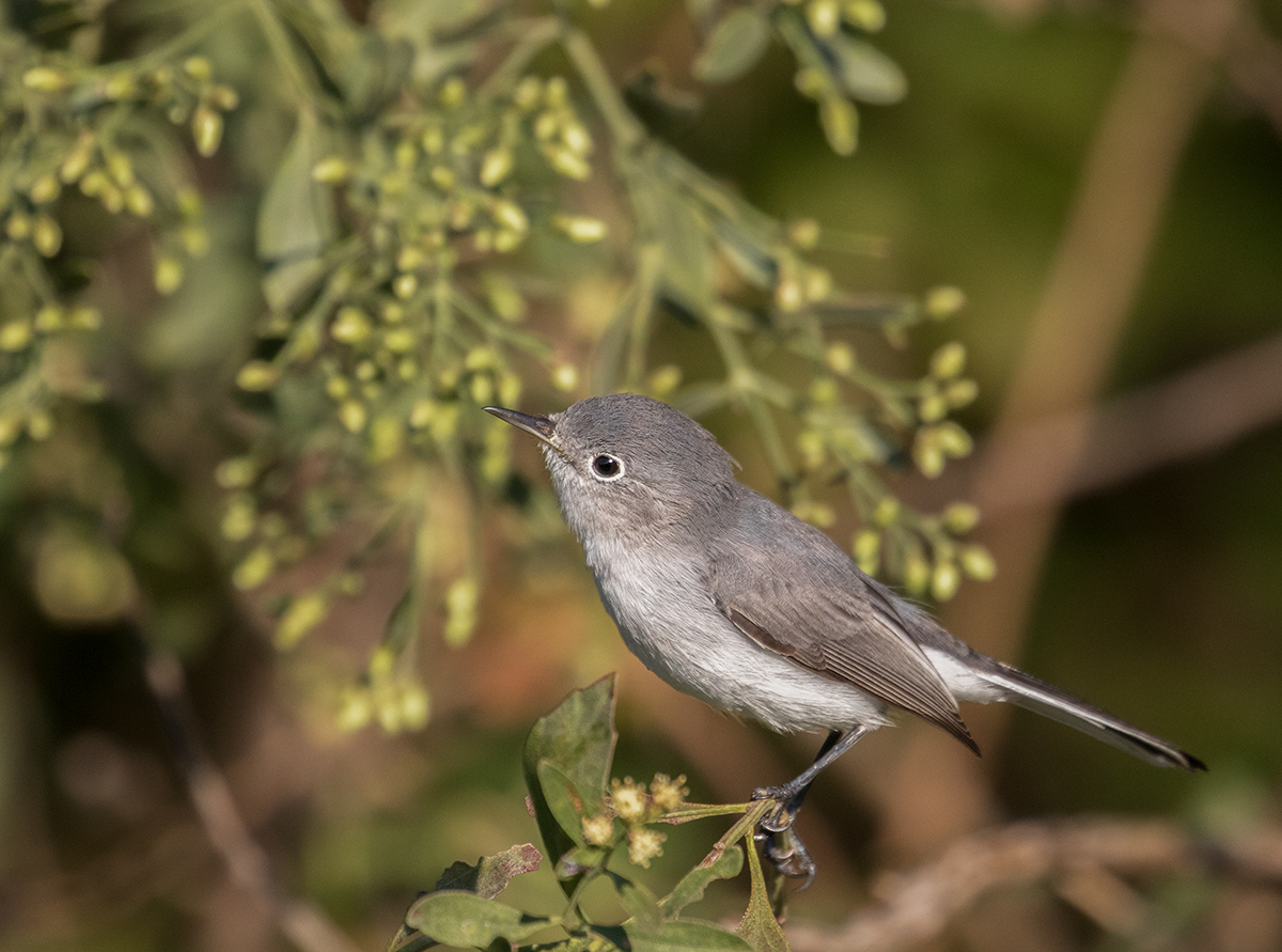 B-G Gnatcatcher & redo