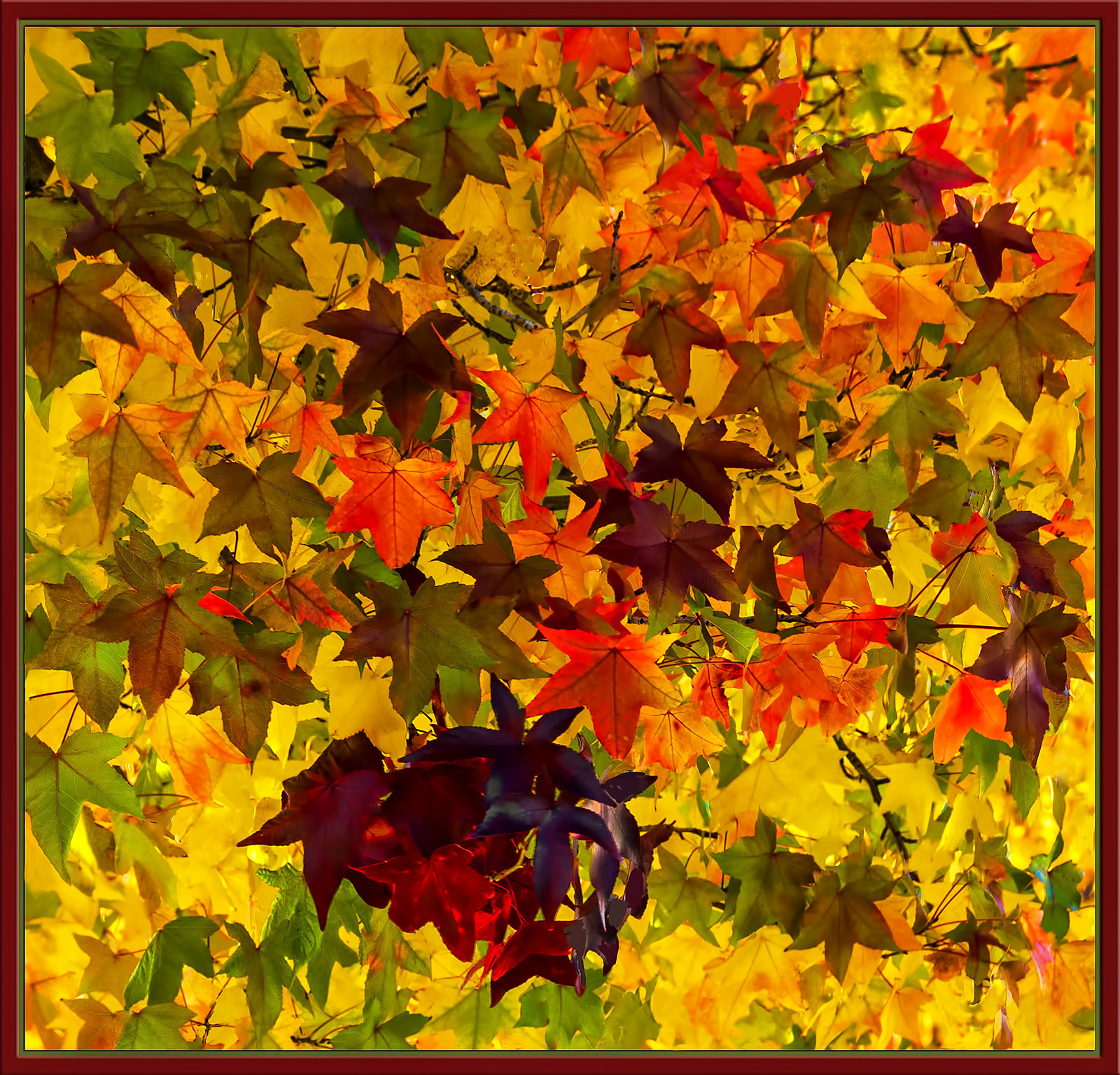 Shades of Autumn