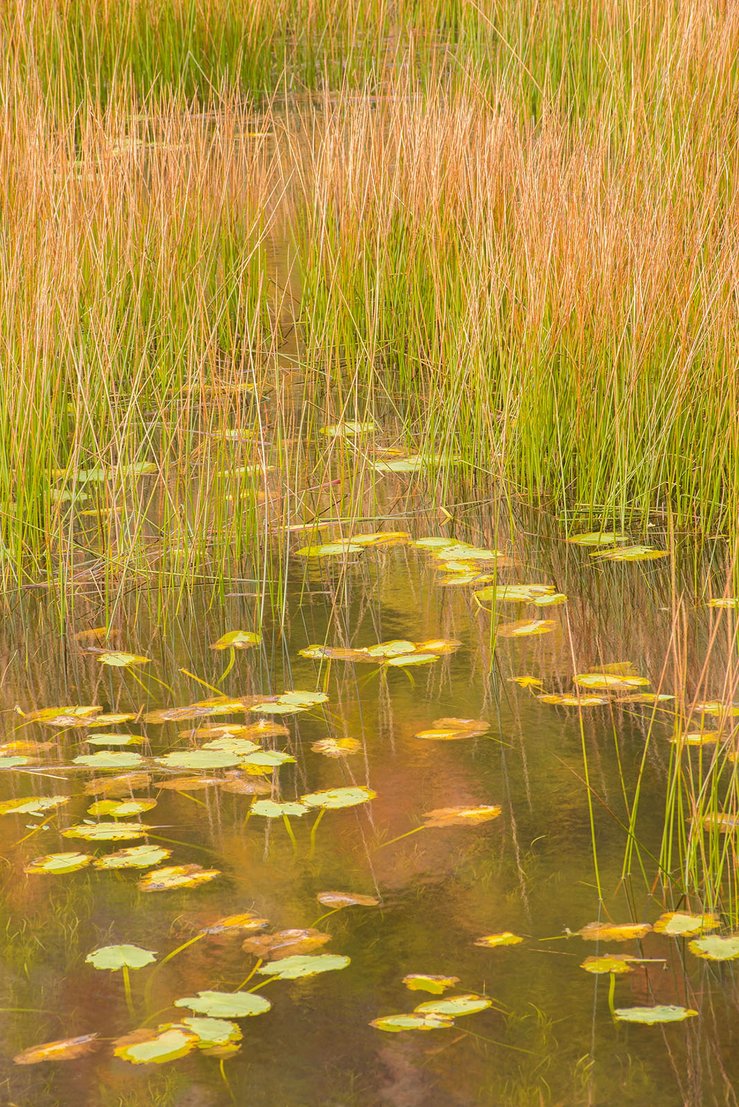 The Tarn # 4 + repost
