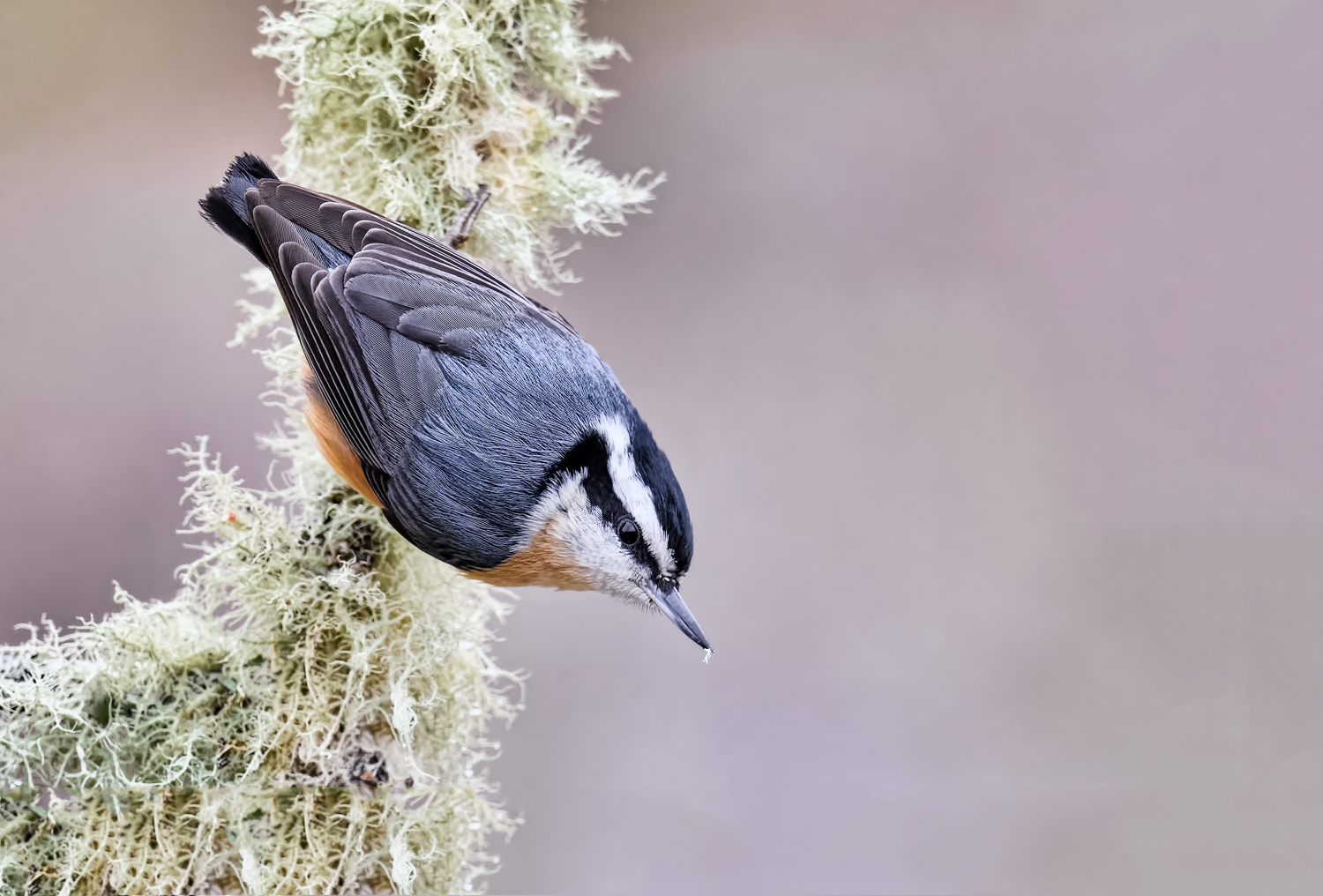 RB Nuthatch