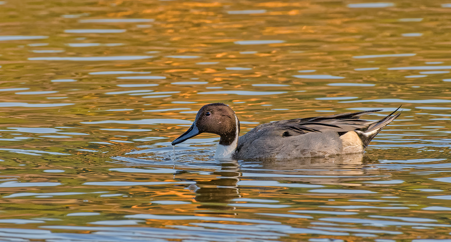 Northern Pintail  Male