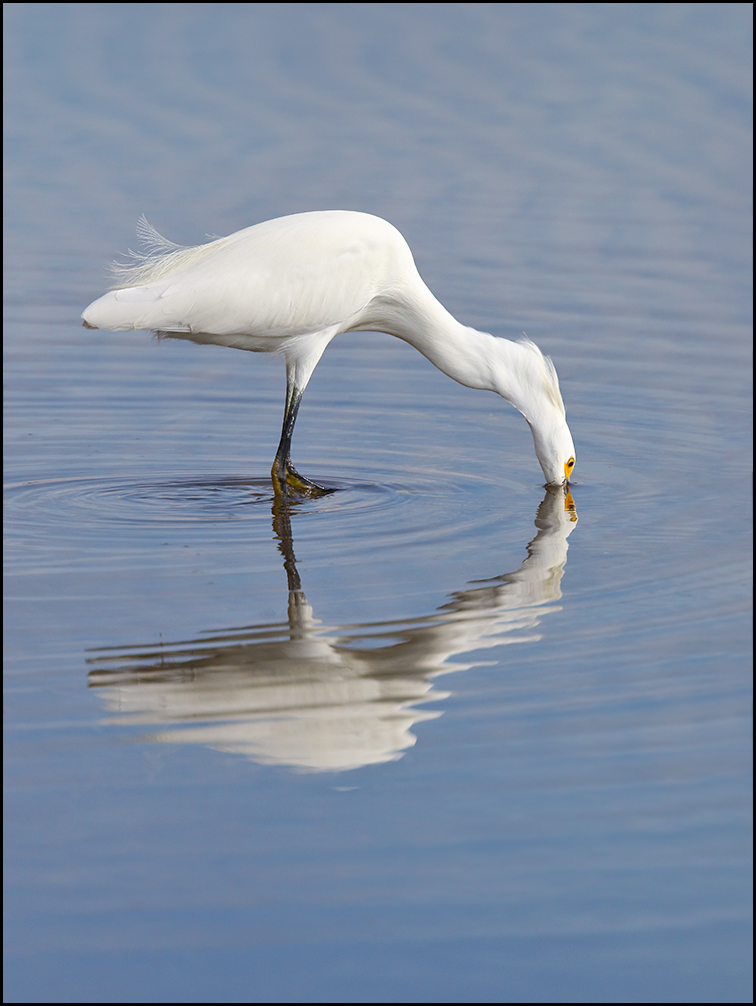 Snowy Egret