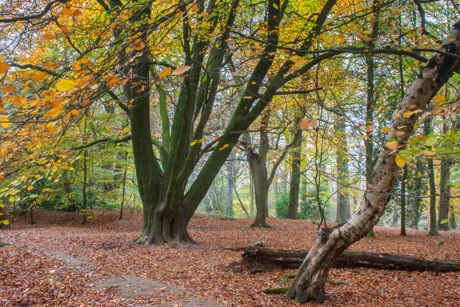 Beech Woodland