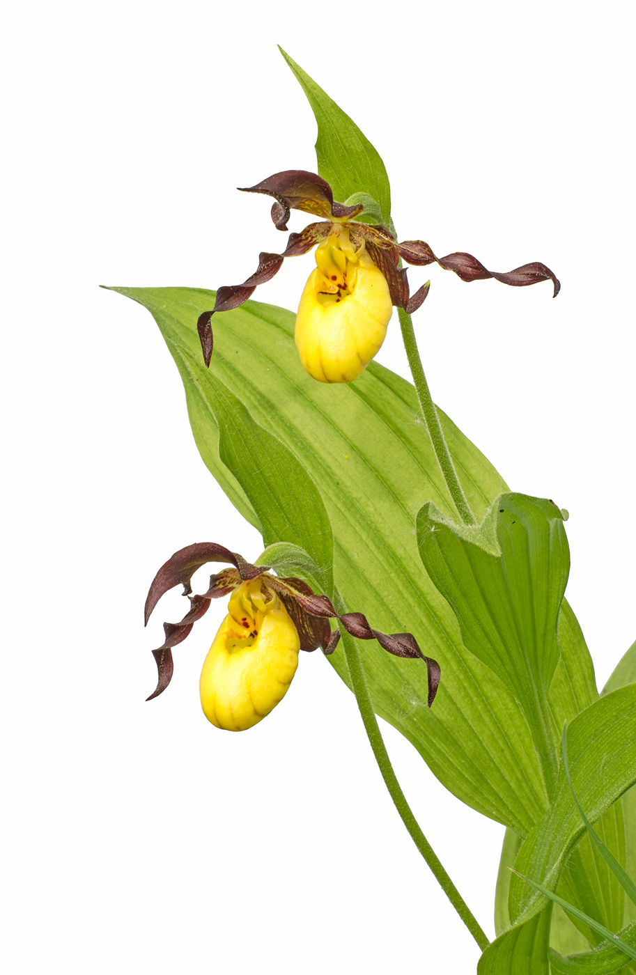 Yellow Lady-slippers