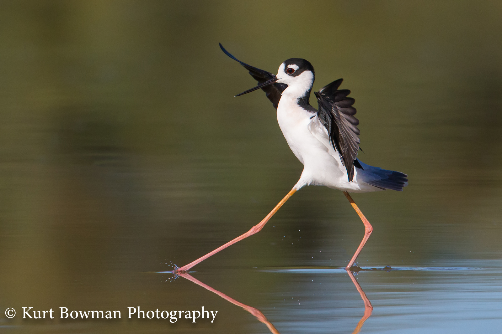 Black-necked Stilt