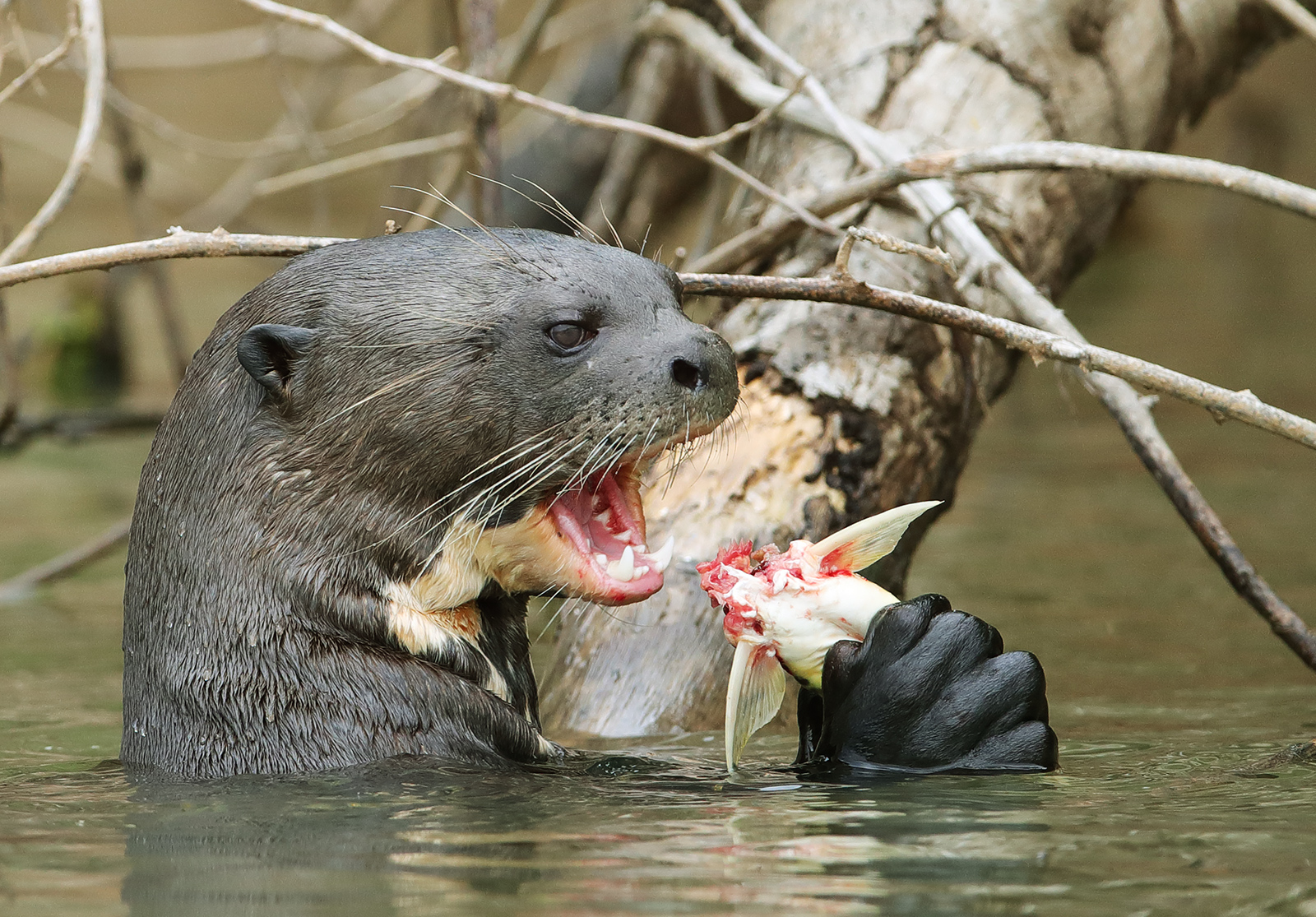Hungry Giant River Otter