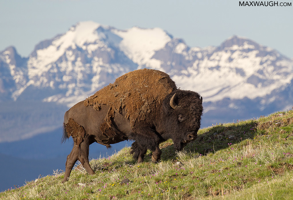 American Bison