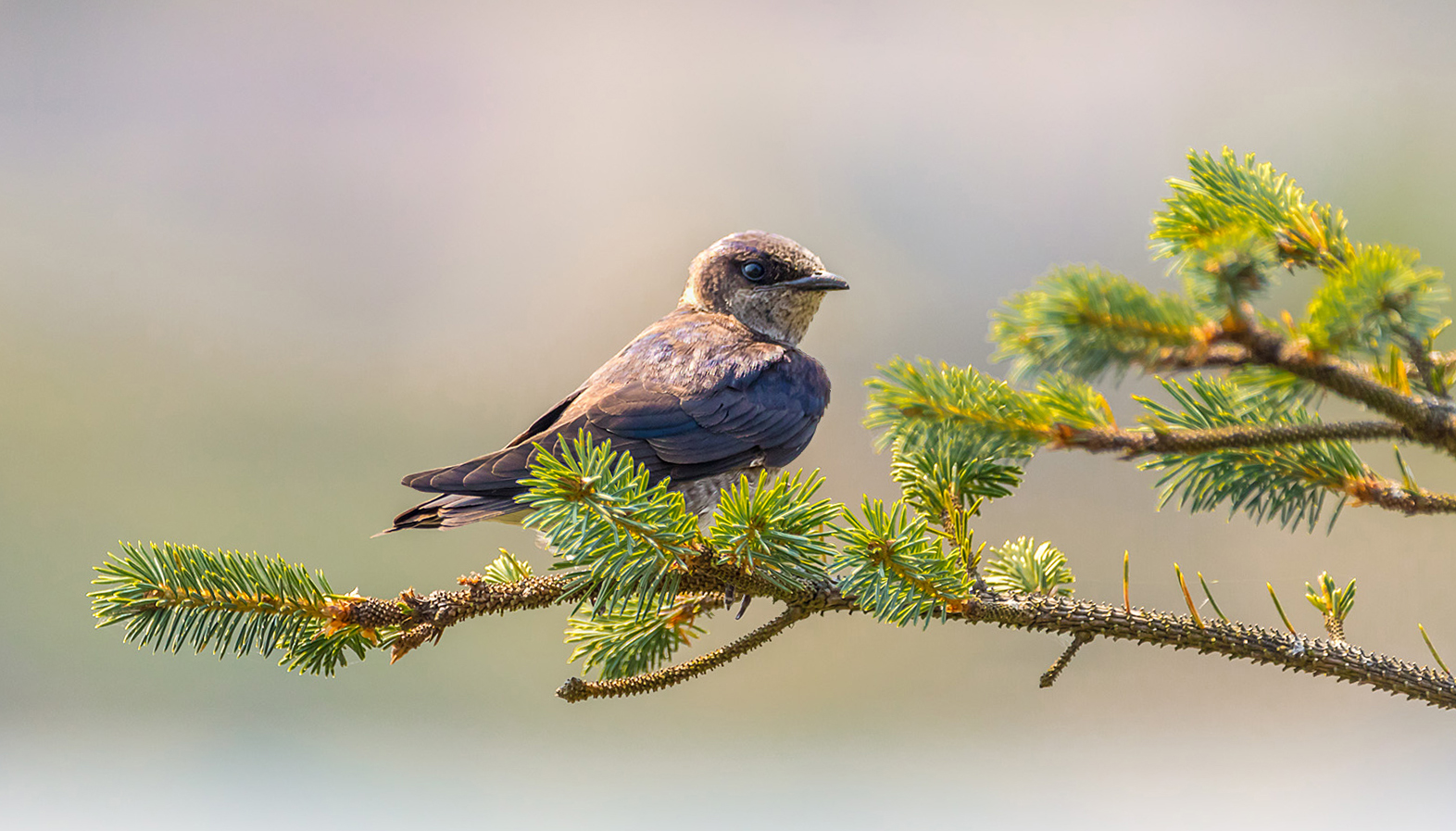 Purple Martin