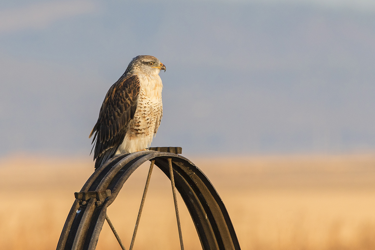 Ferruginous Hawk