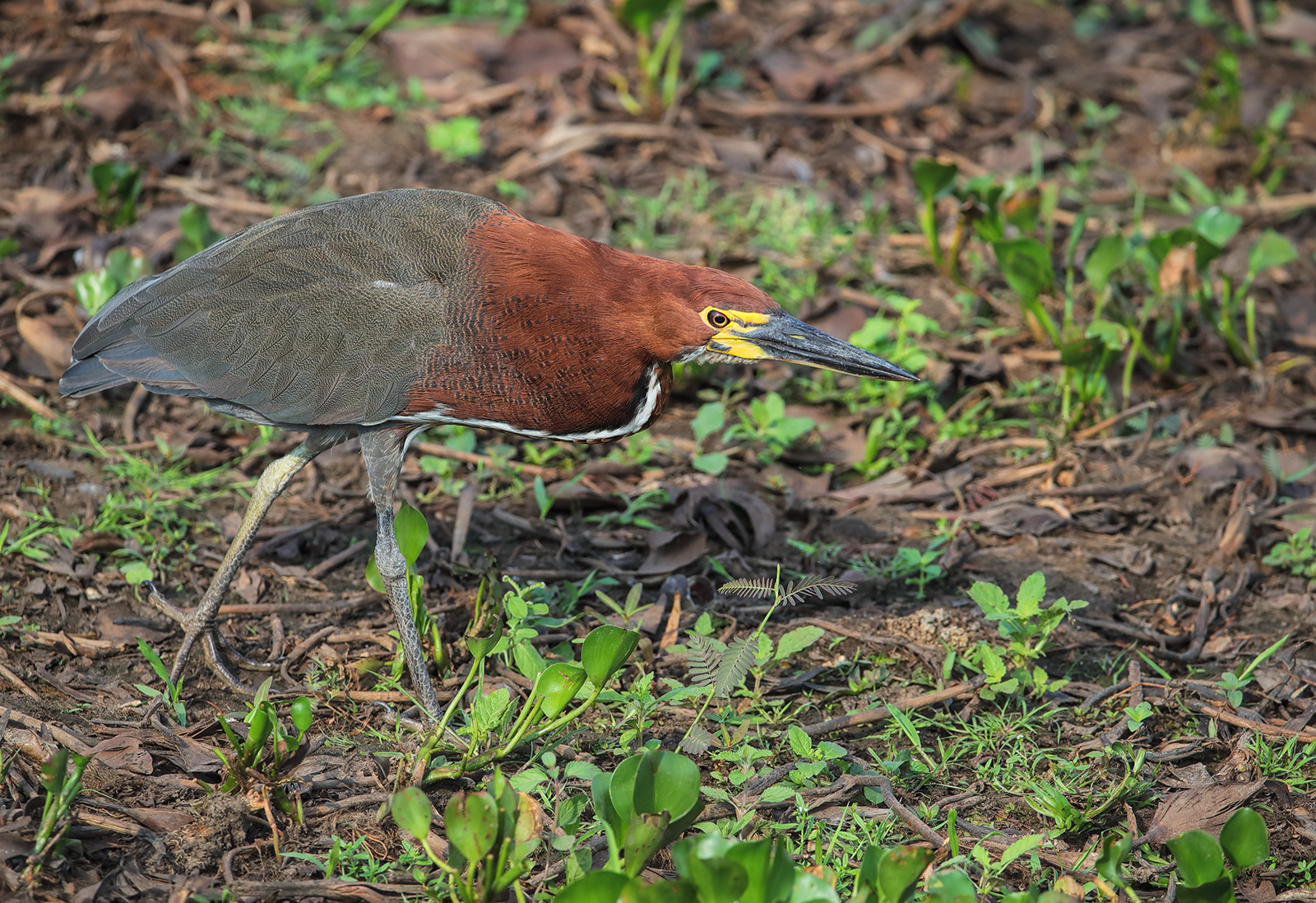 Rufescent Tiger Heron