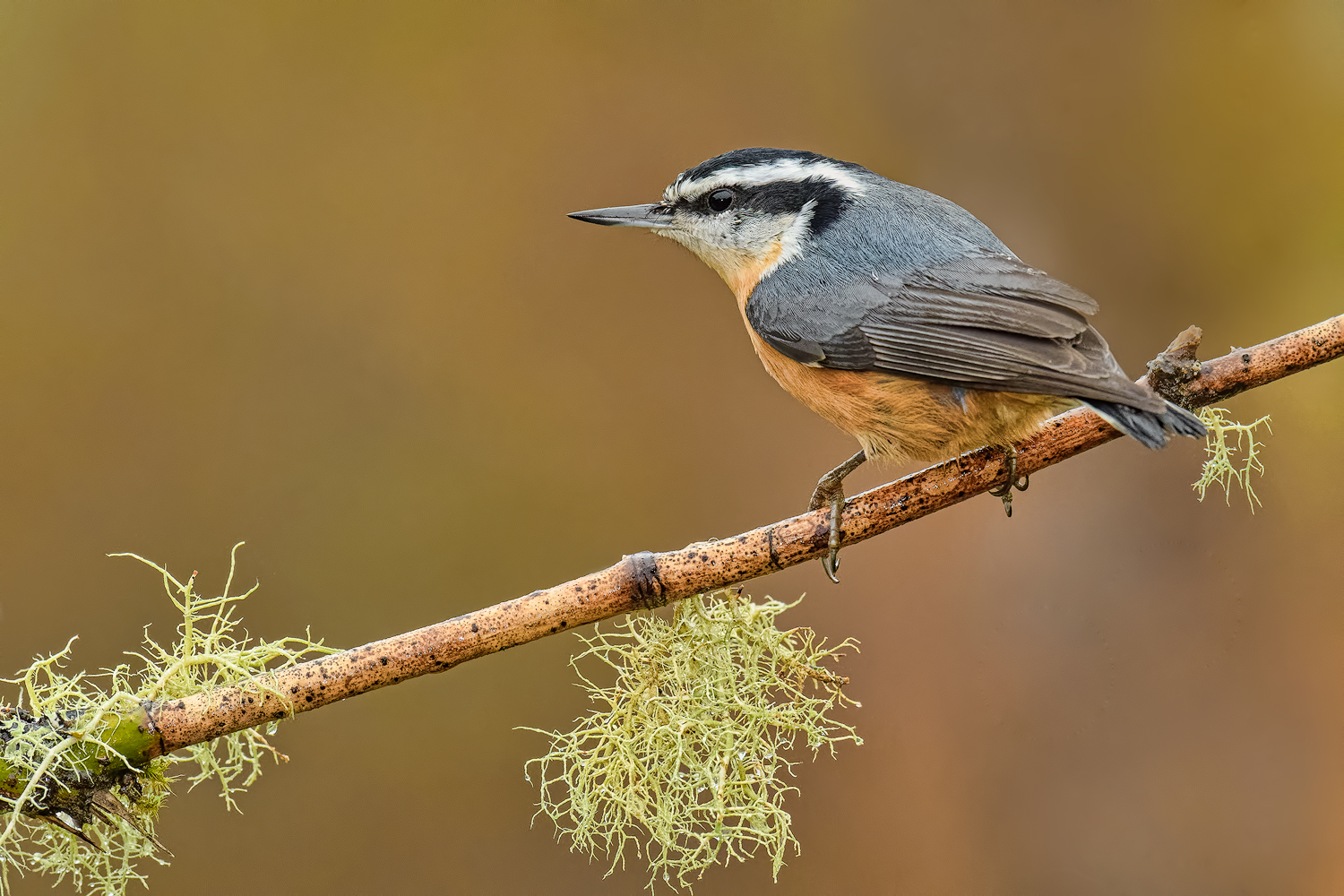 RB Nuthatch