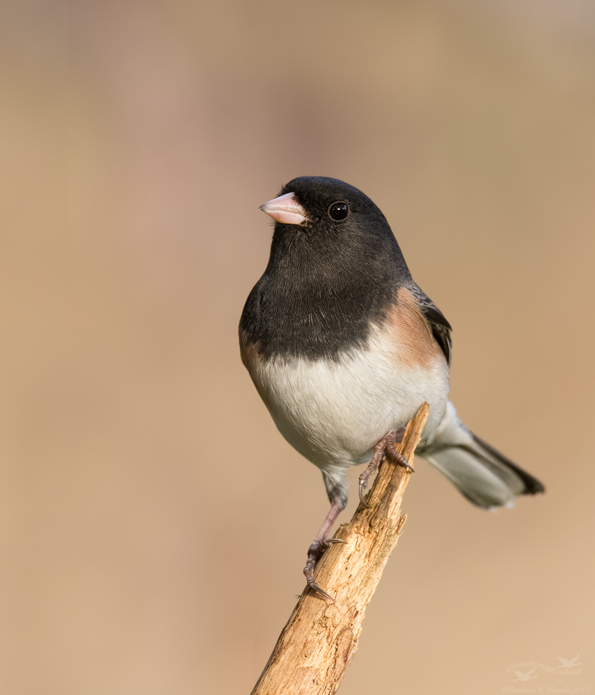 Bird on a Stick