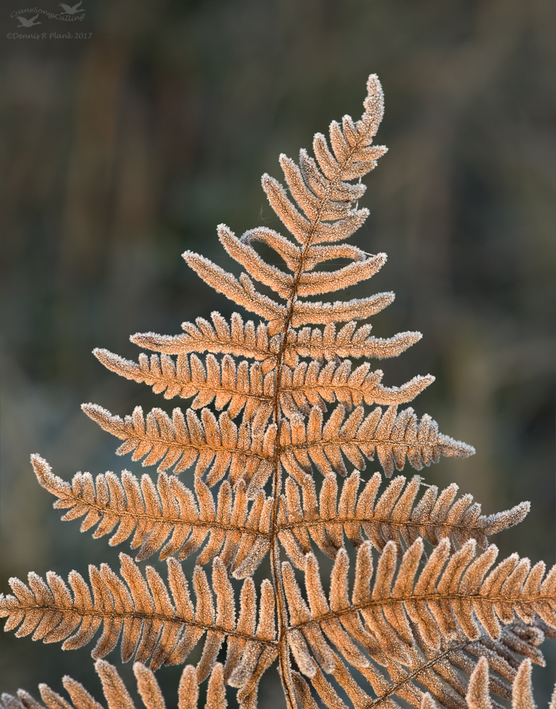 Frosted Bracken Fern