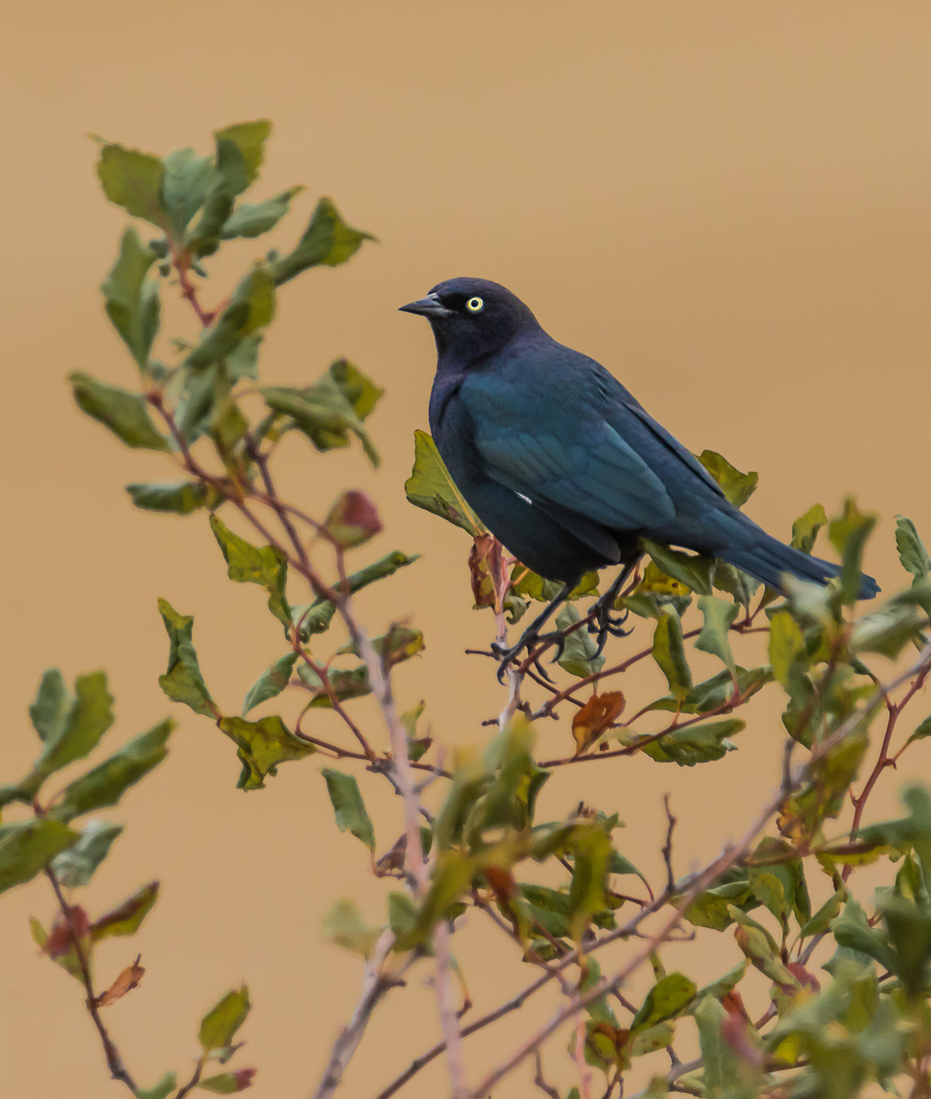 Brewer's Blackbird