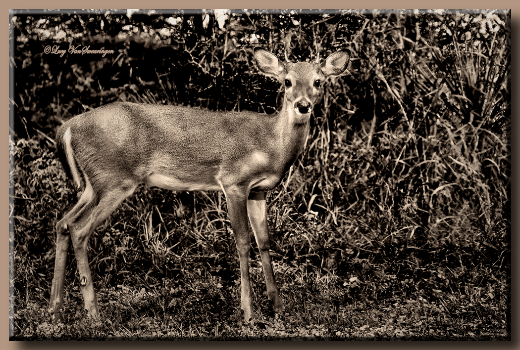 Young Buck