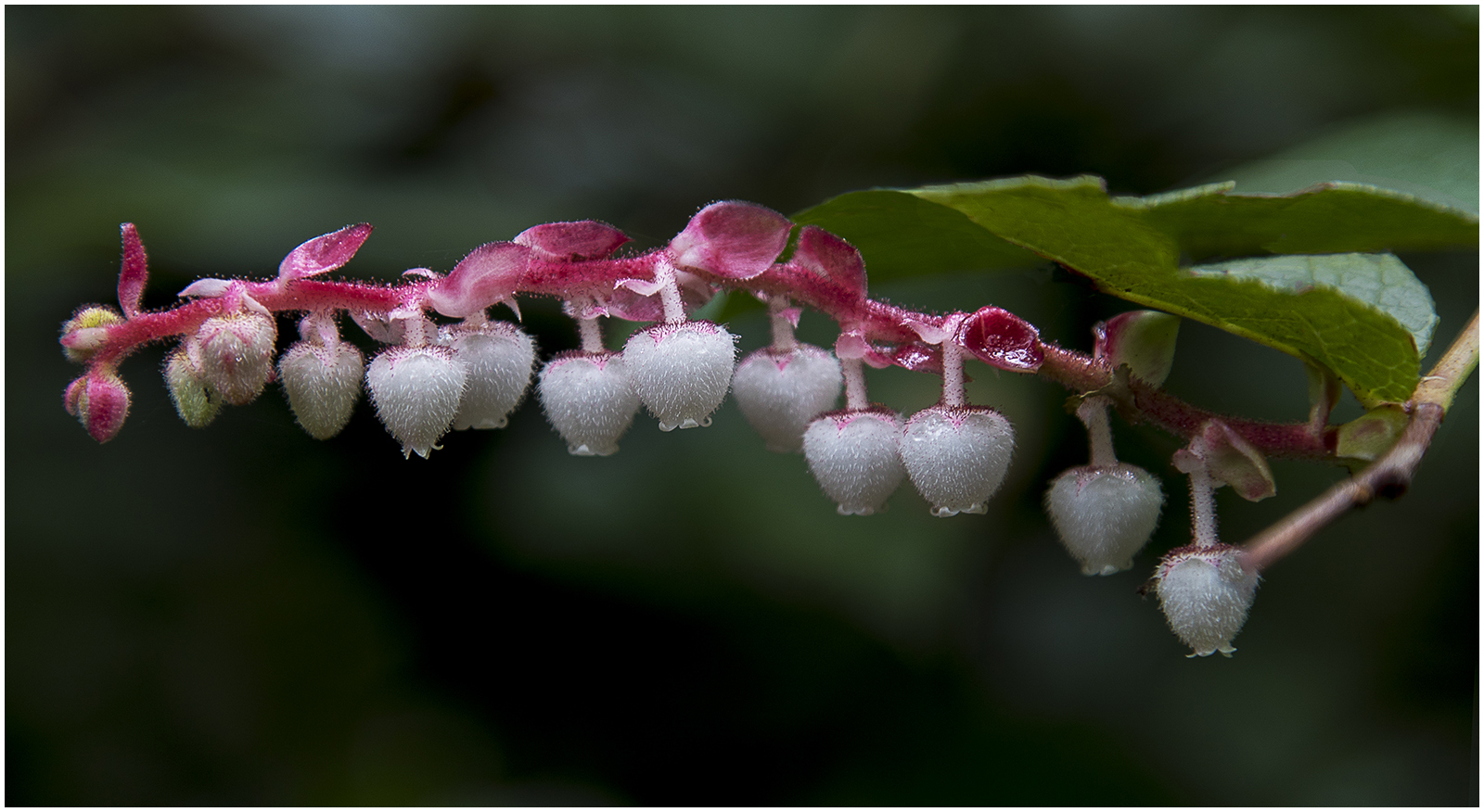 Salal