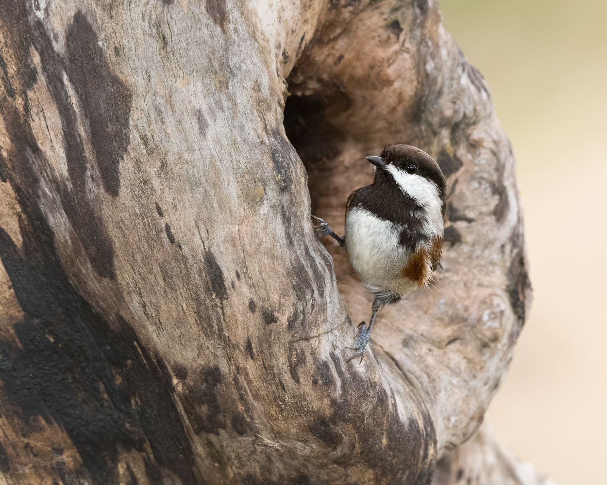 ChestnutBacked Chickadee