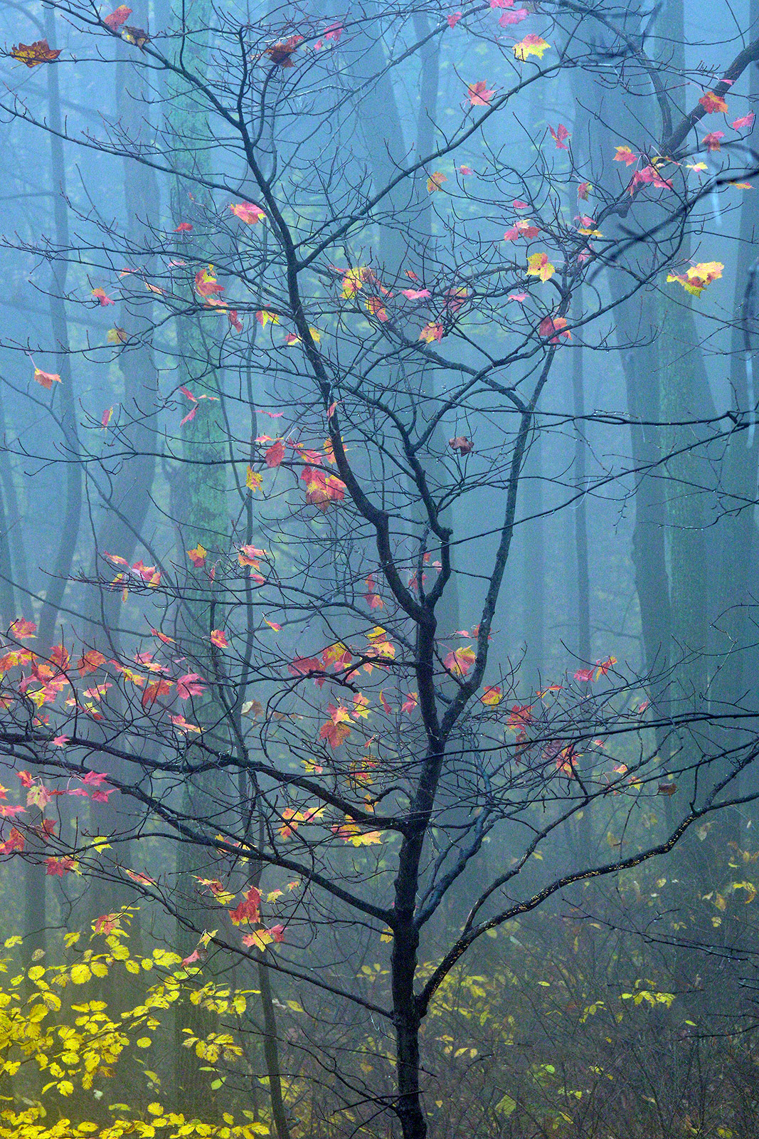 Roadside Beauty#3