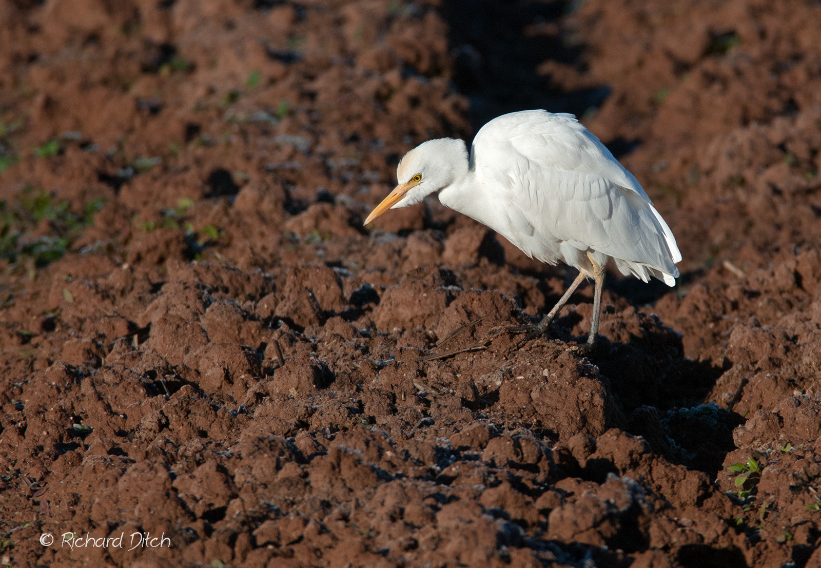 Cattle Egret