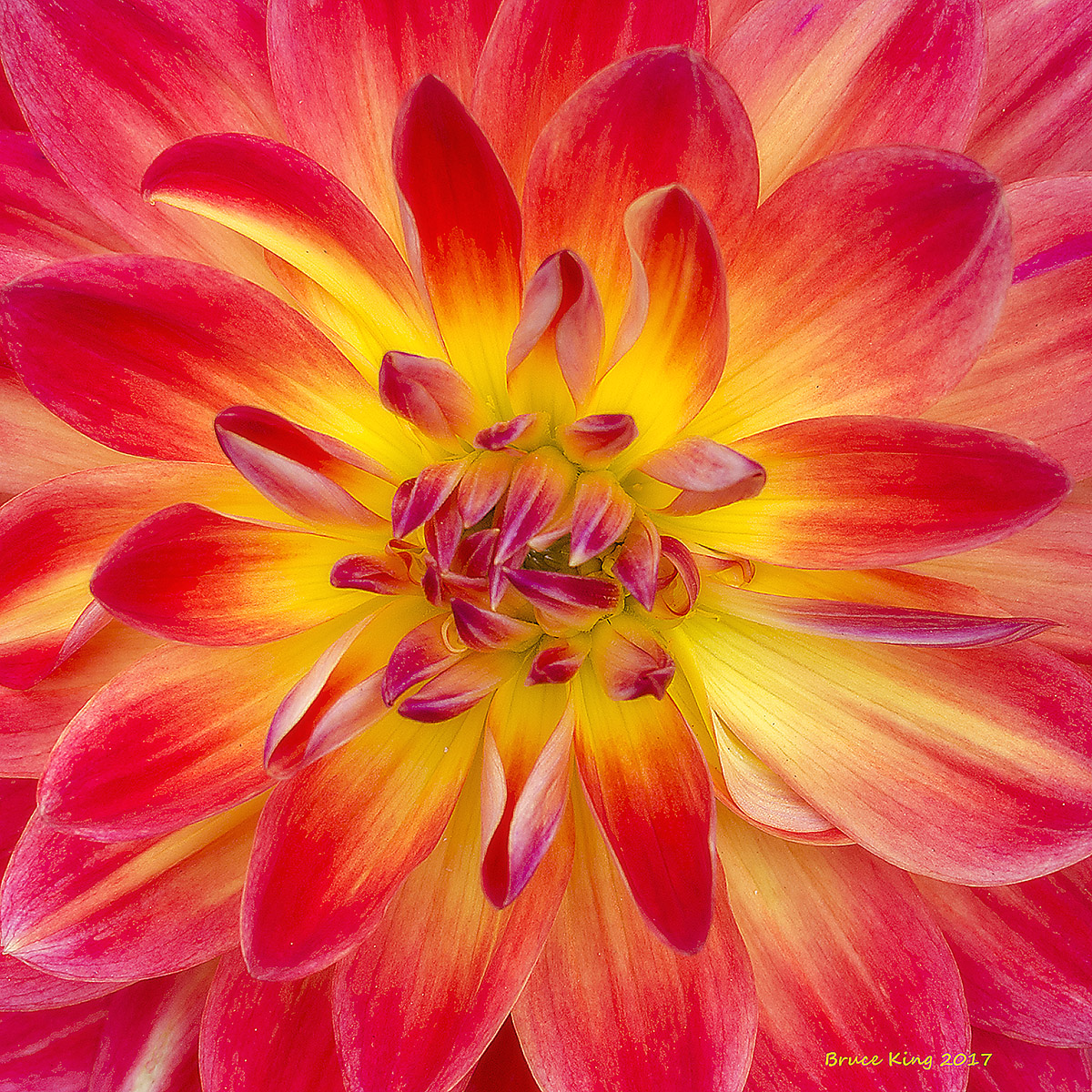 Dahlia on Fire