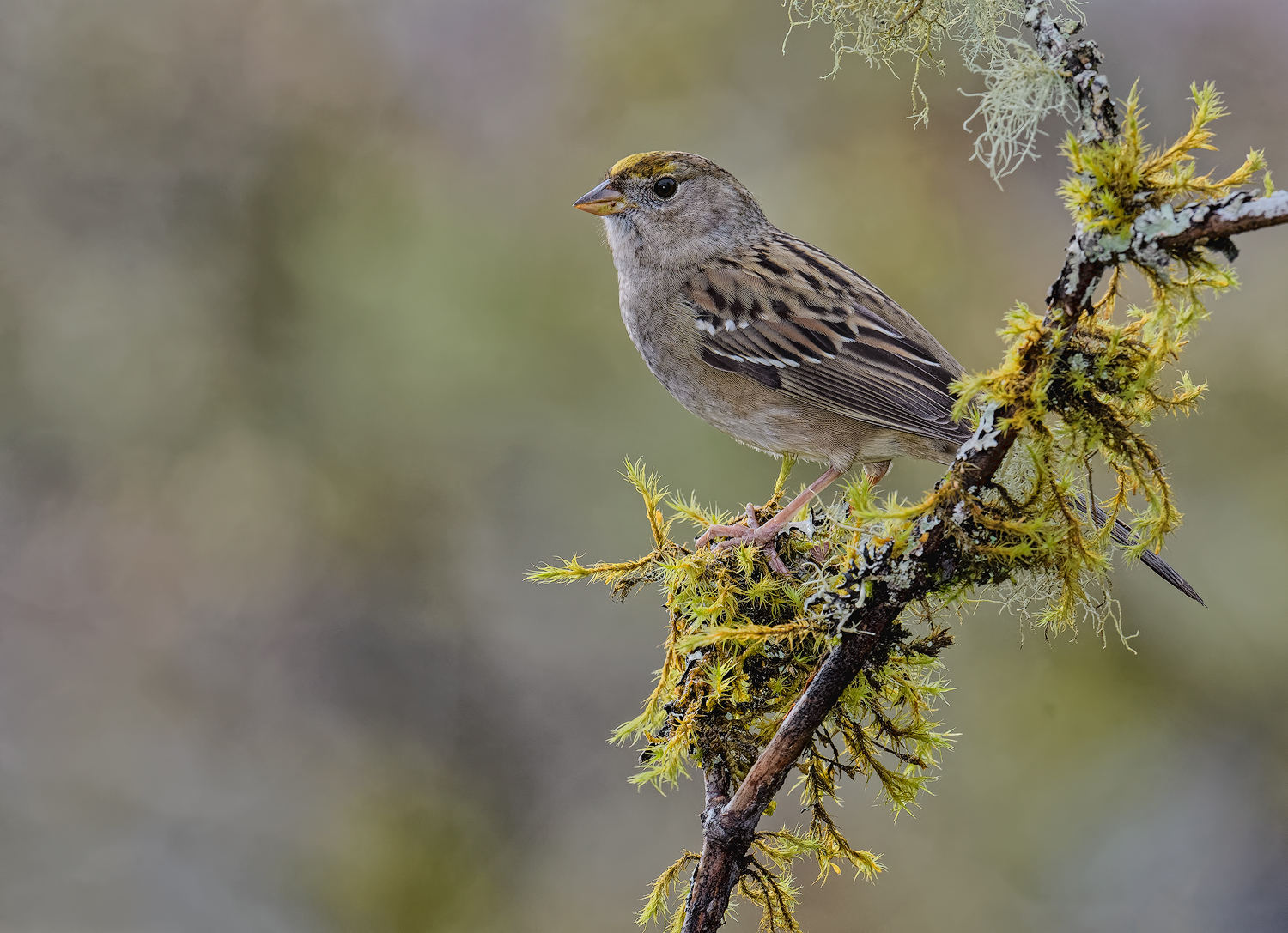 Golden Crowned Sparrow
