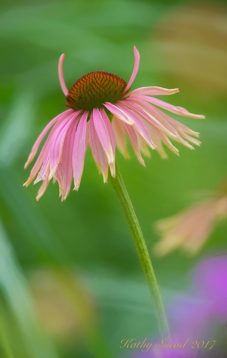 Winged Coneflower