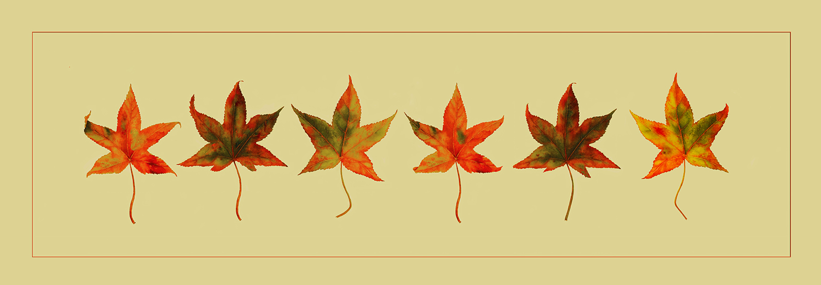 Leaf-Ettes Chorus Line