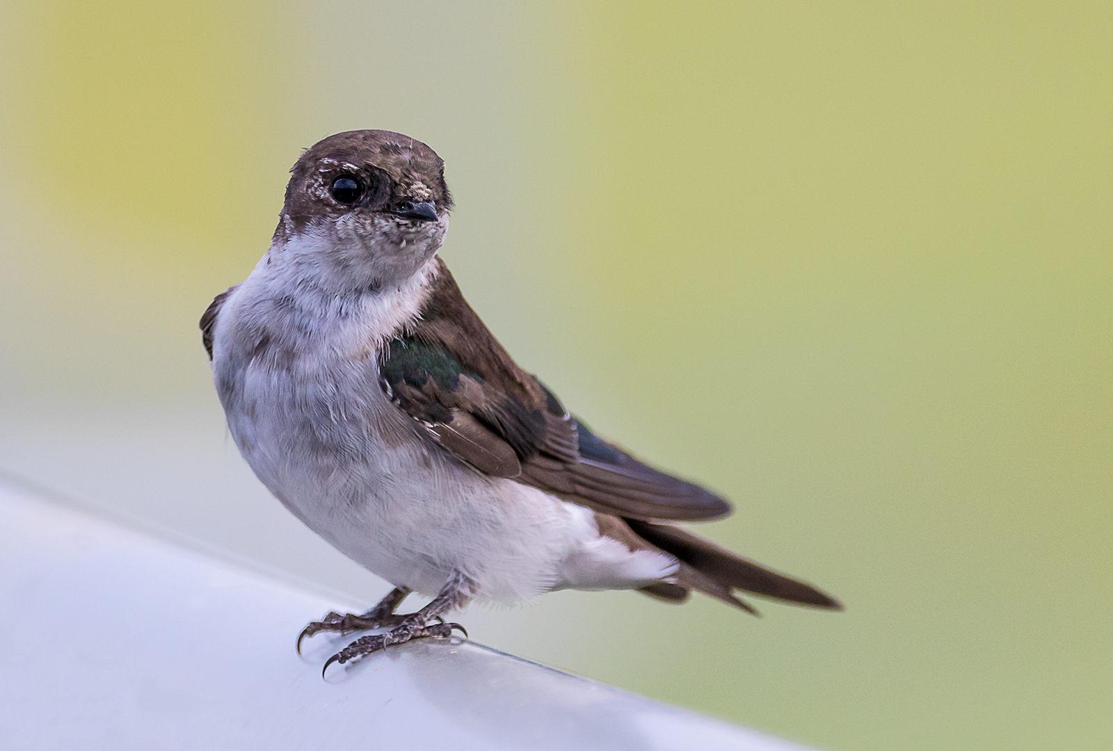 Violet-green Swallow