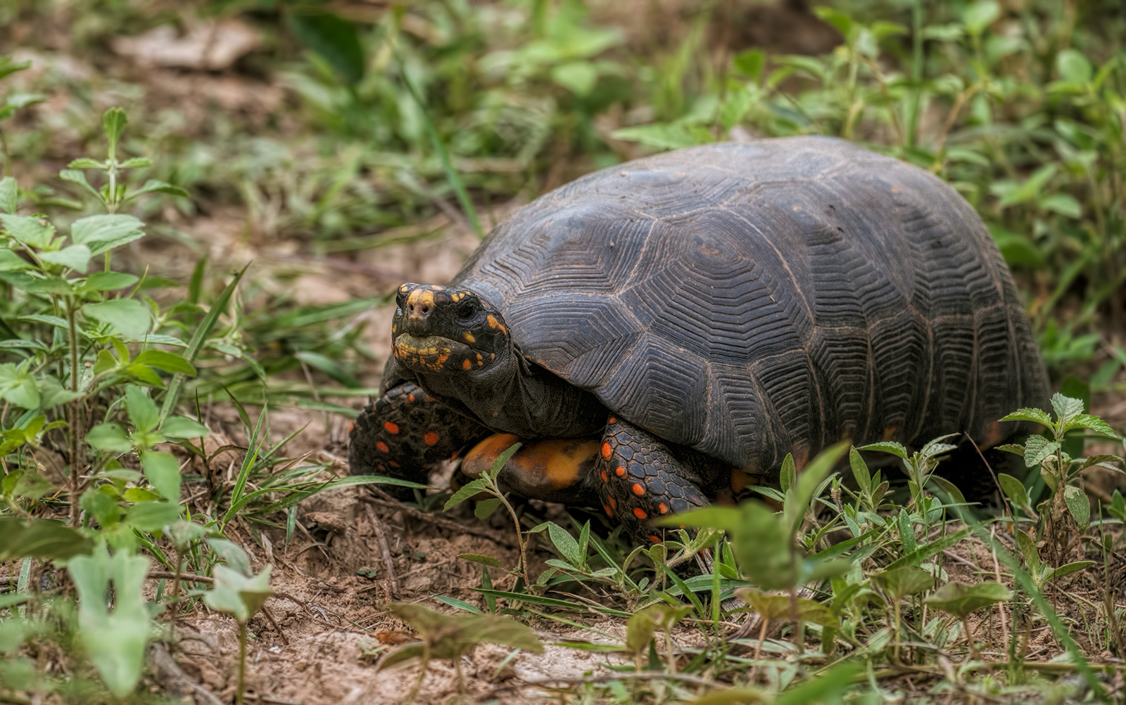 Red Footed Tortoise