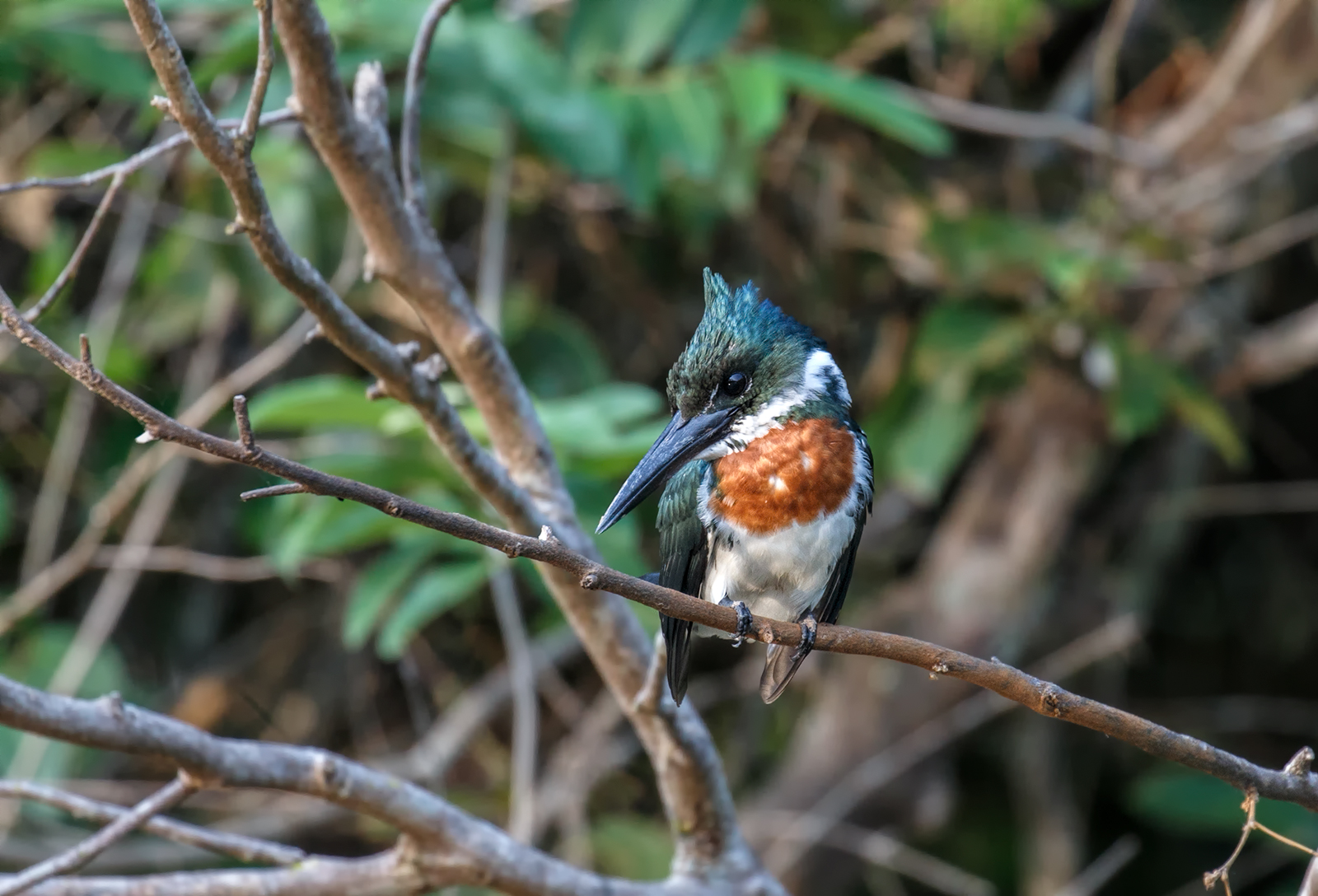 Green Kingfisher