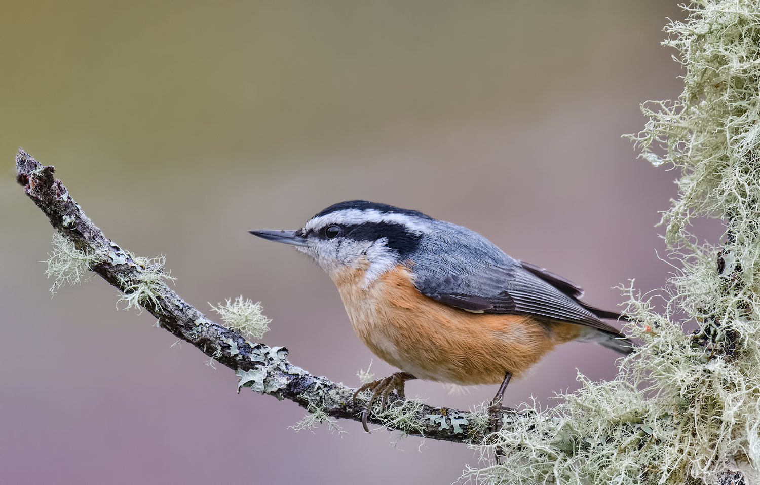 RB Nuthatch