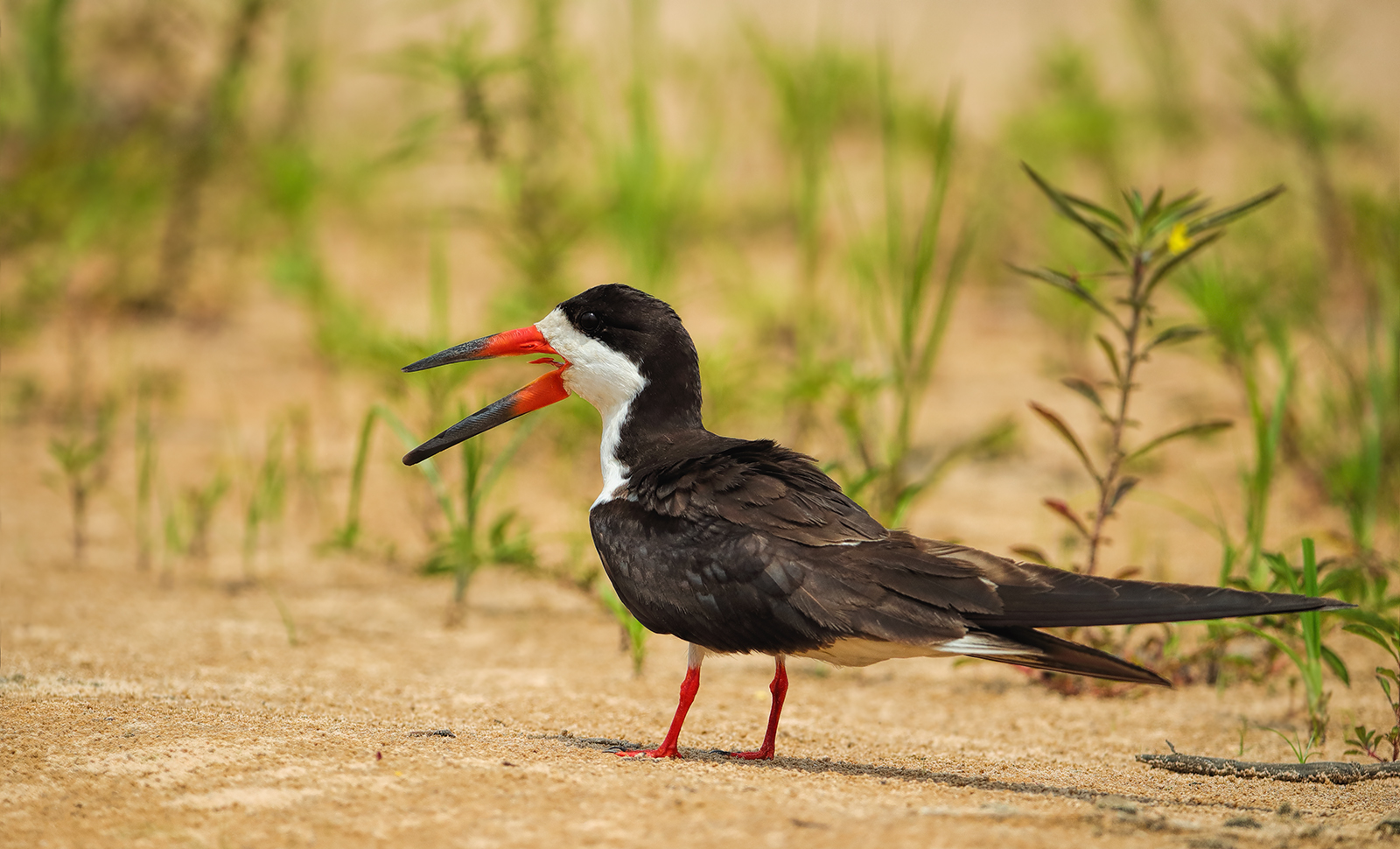 Black Skimmer
