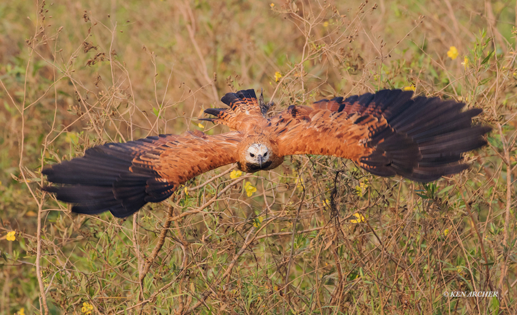 Black-collared Hawk