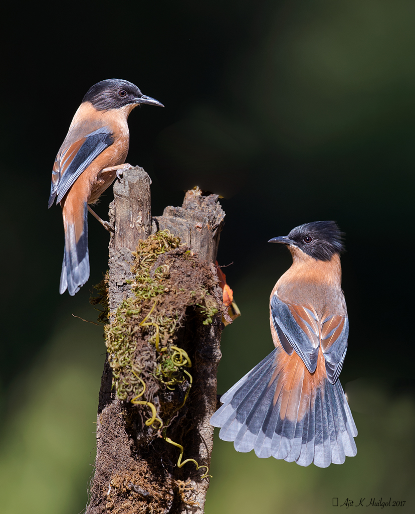 Rufous sibia pair