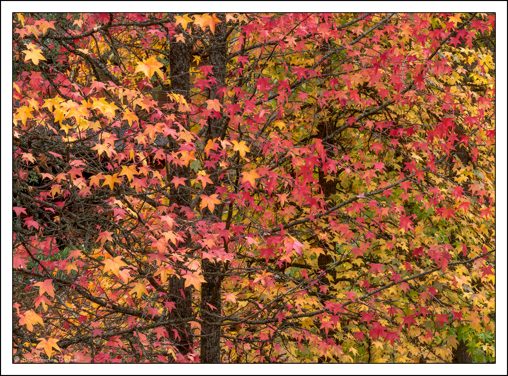 Sweetgum Profusion