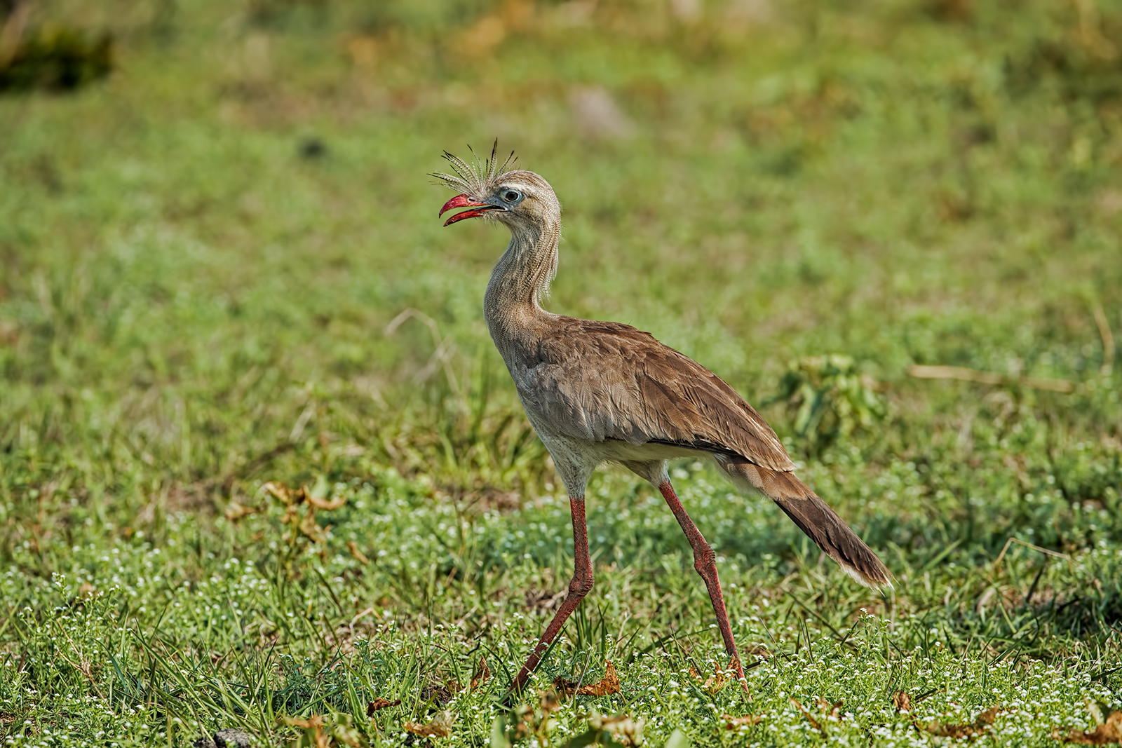 Red Legged Seriema
