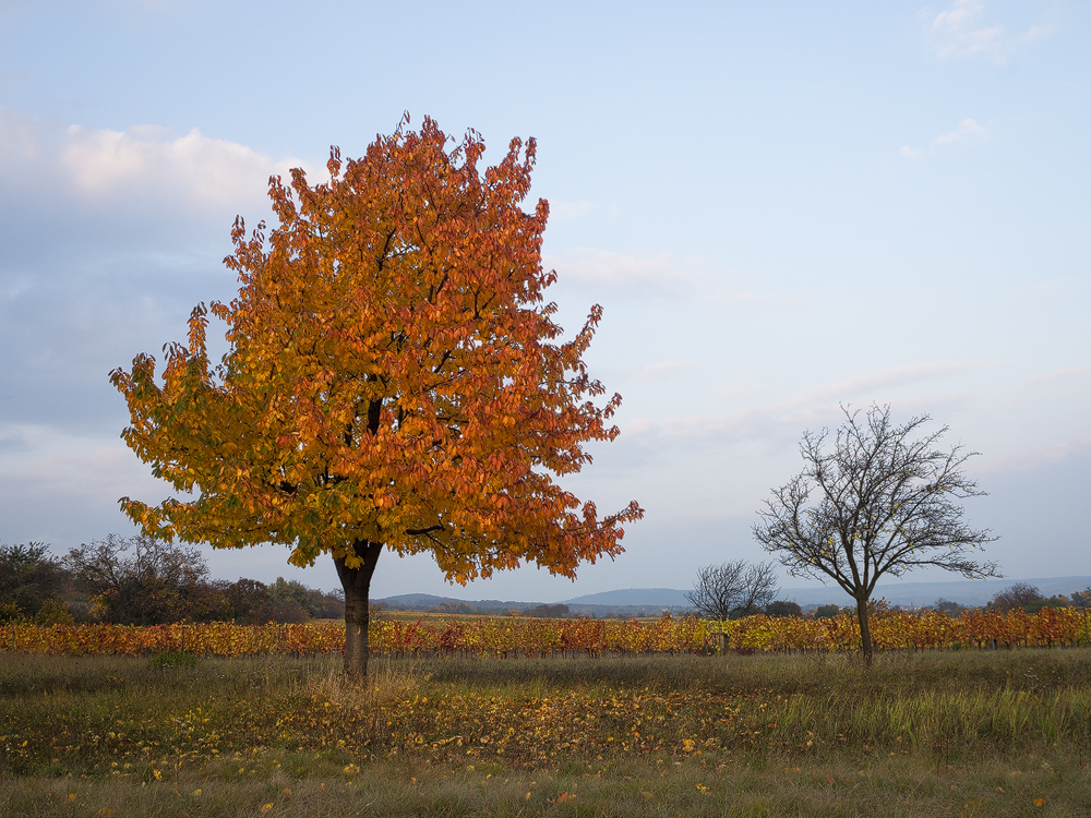 Autumn Dusk