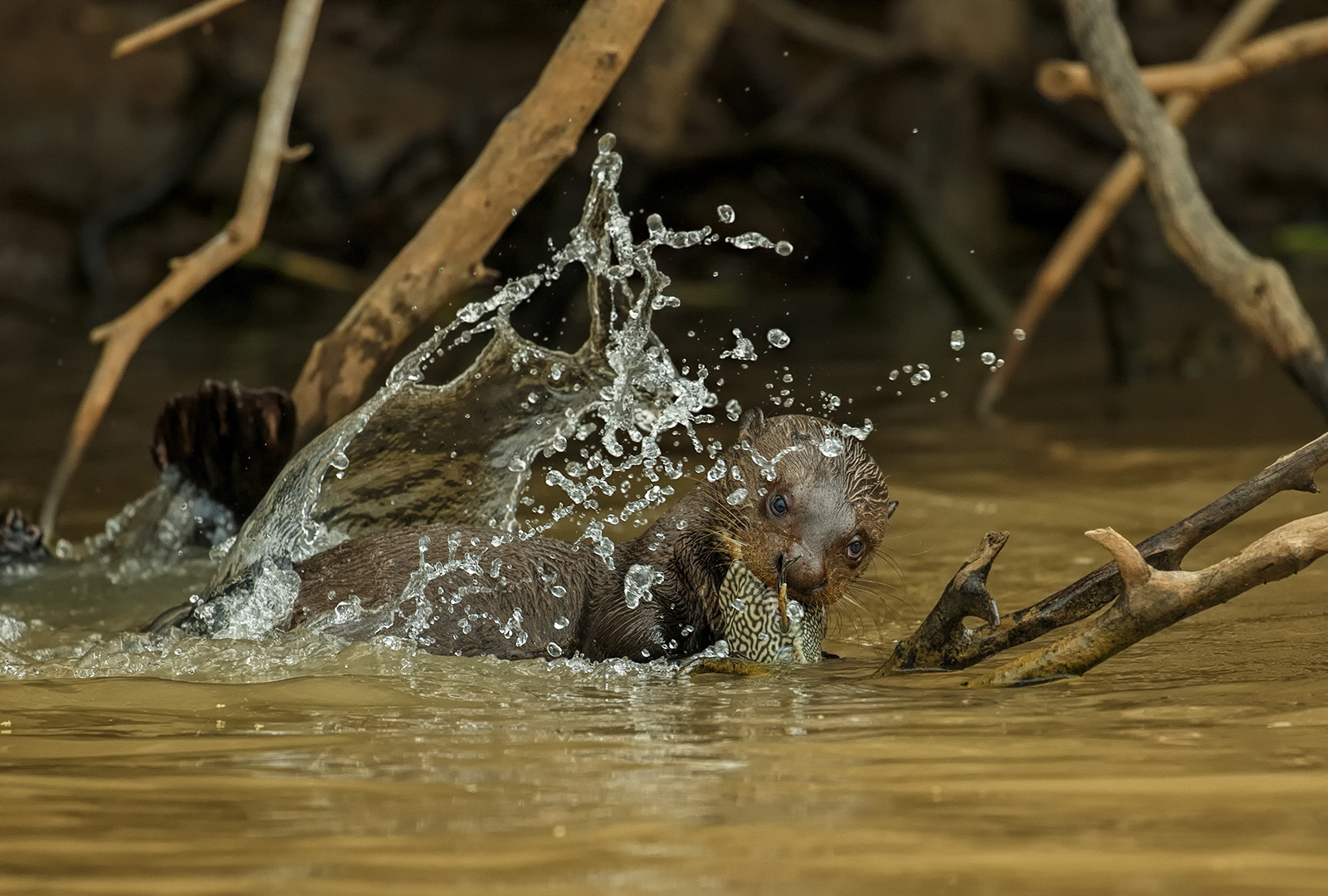 Hungry Otter