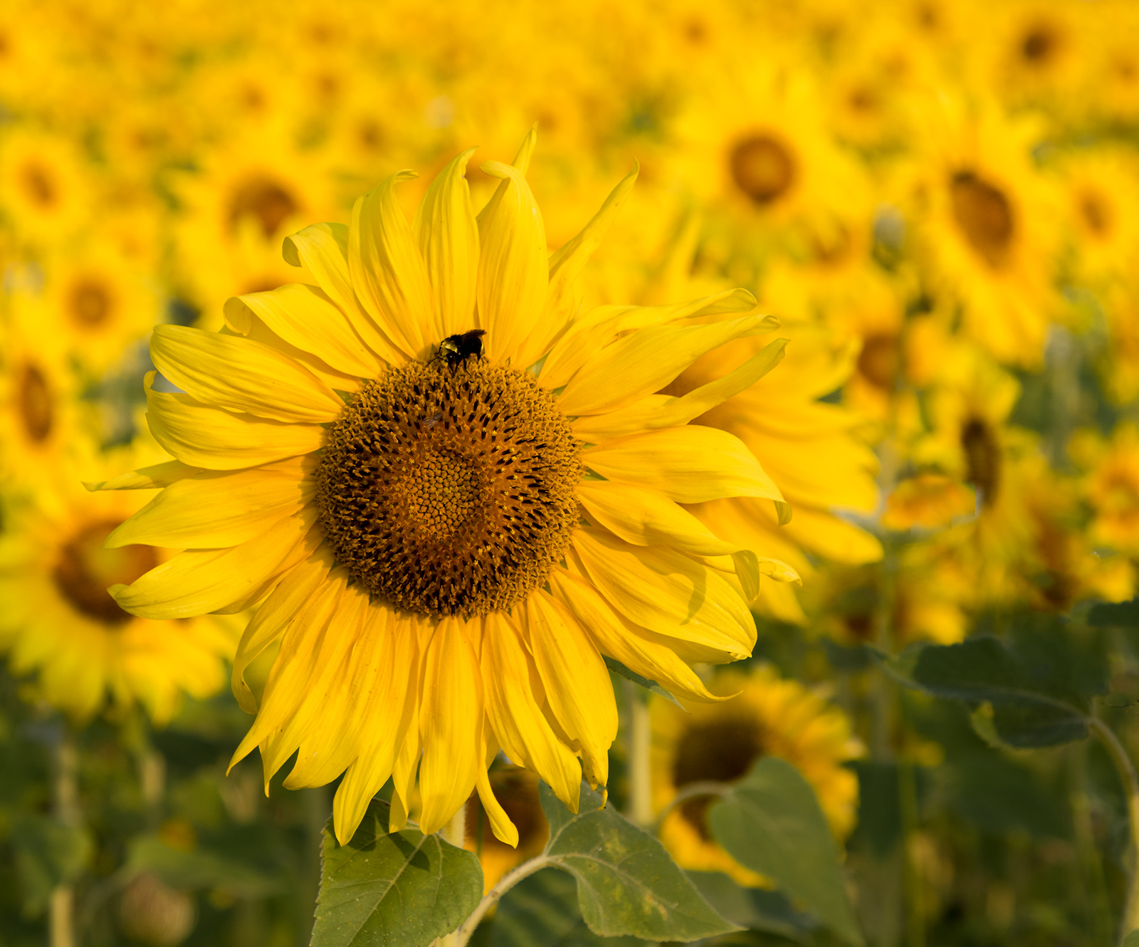 Sunflower Field