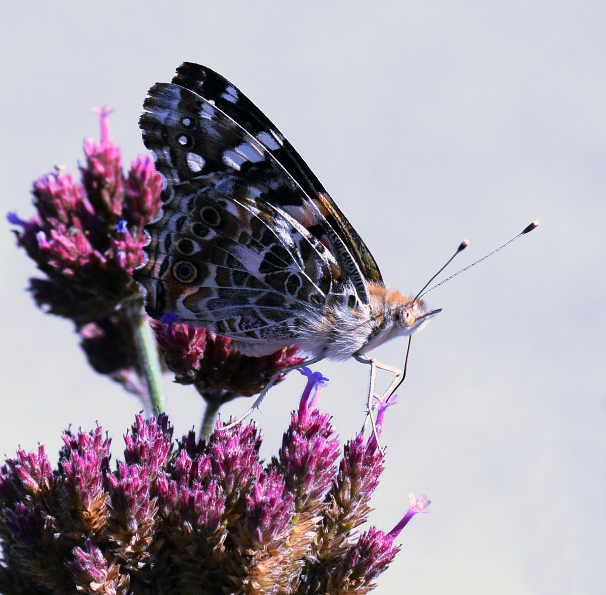 Painted Lady Butterfly