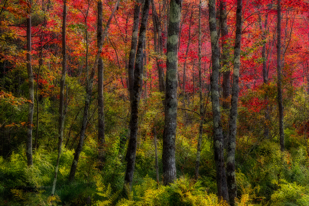 Autumn Glow