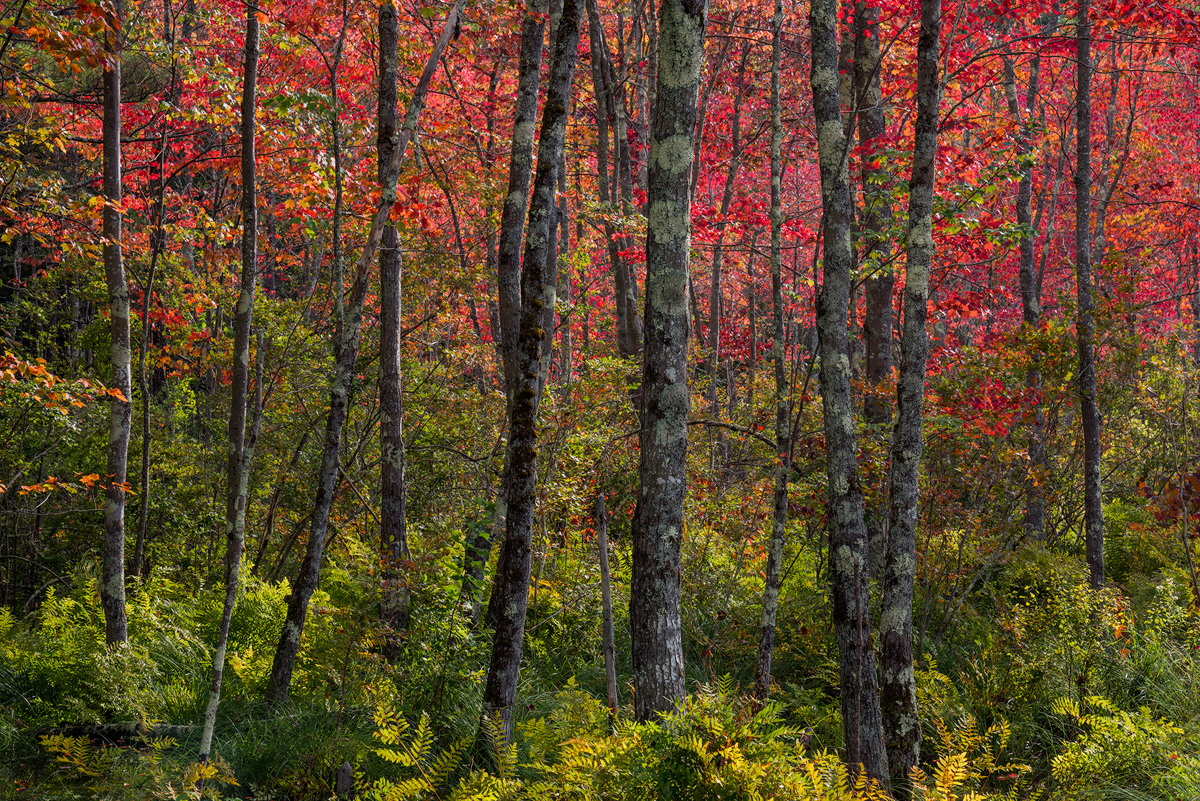 Autumn Glow
