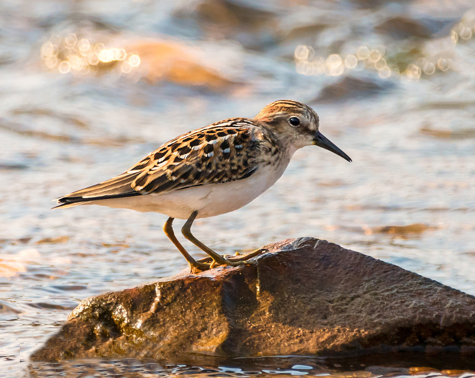 Least Sandpiper