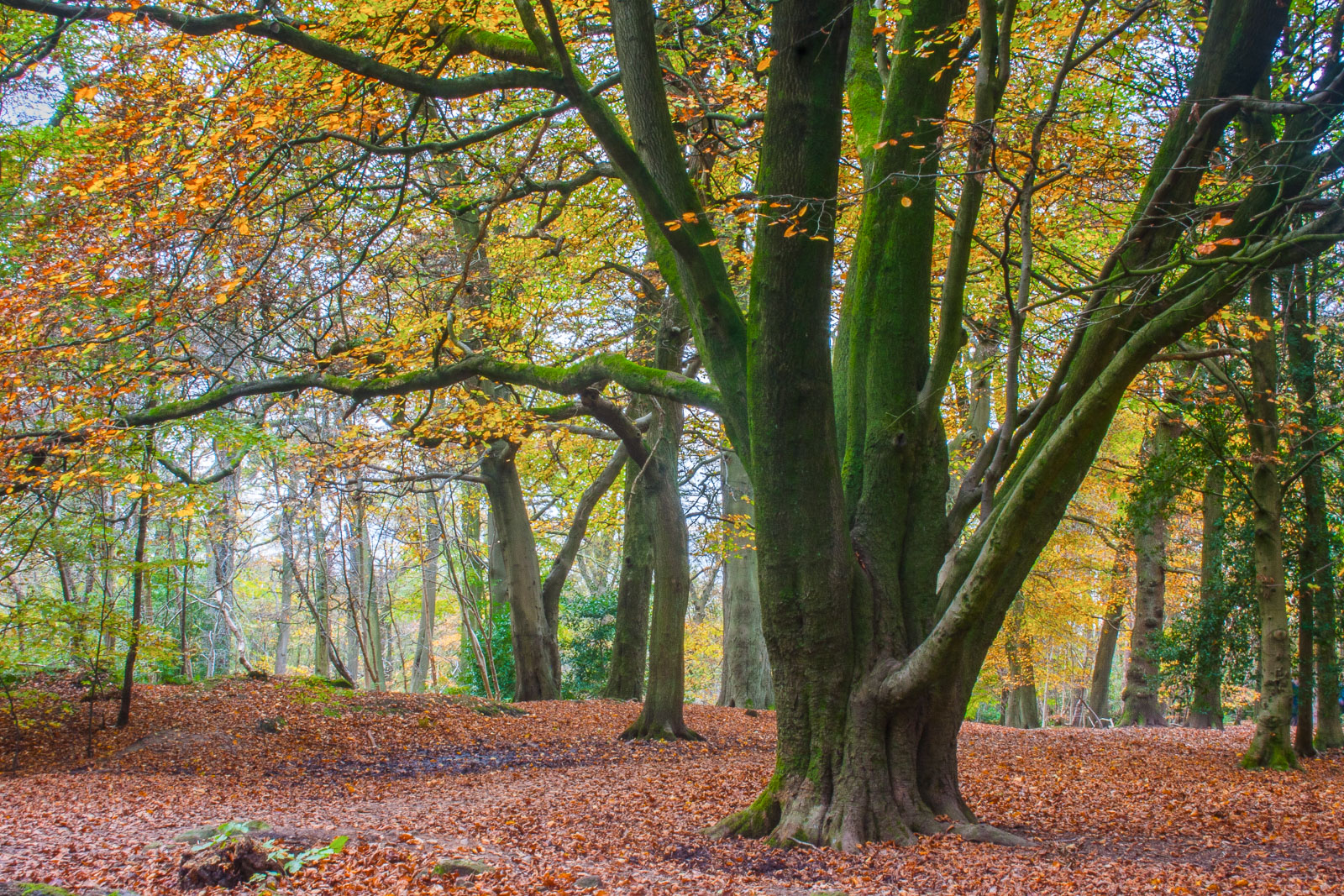 The Old Beech
