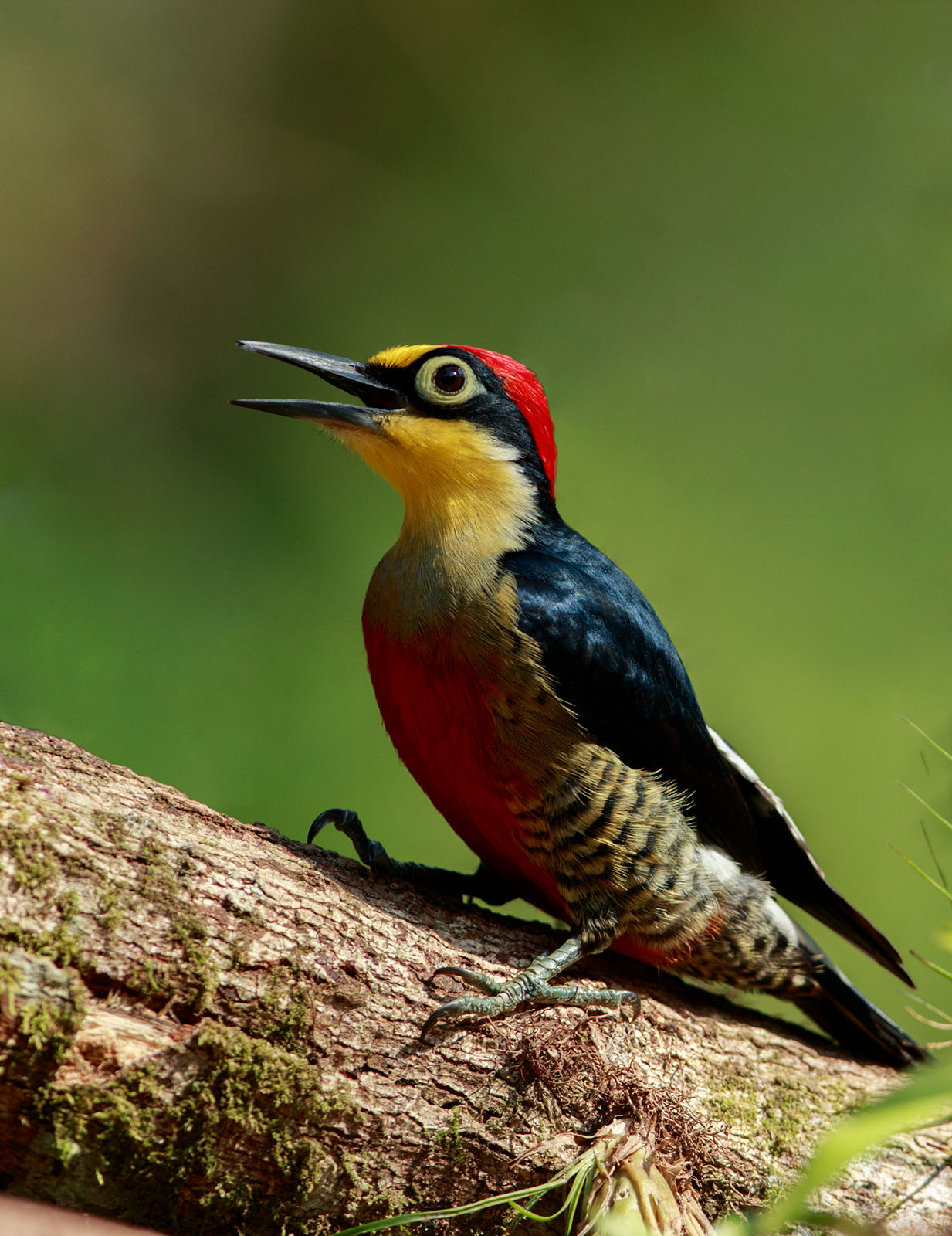 Yellow FrontedWoodpecker