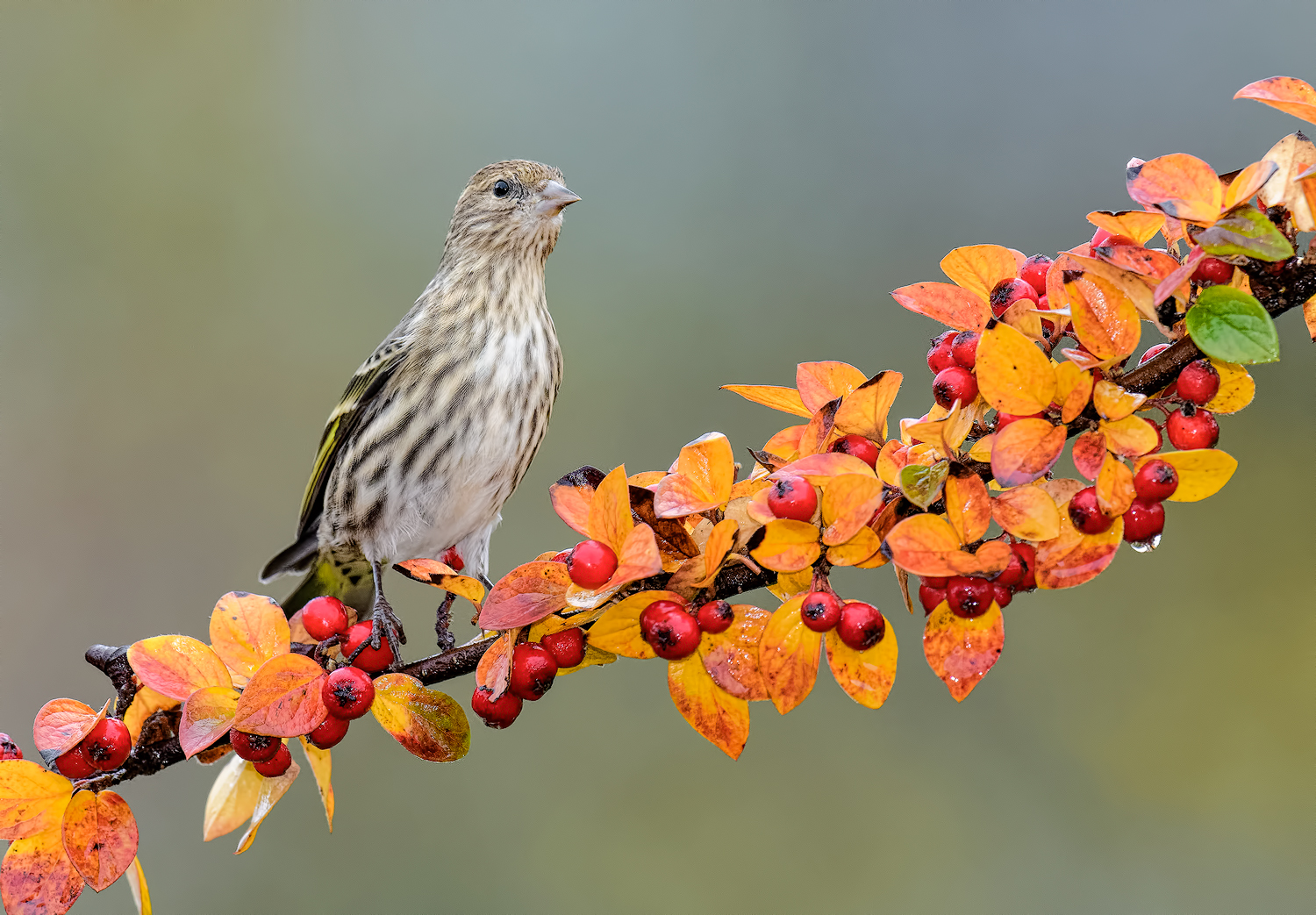 Pine Siskin/Cotoneaster